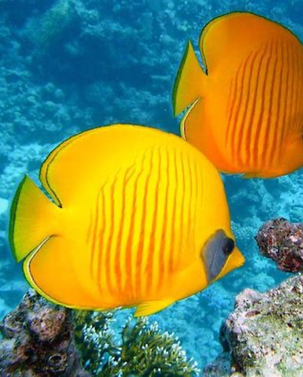Lemonfish